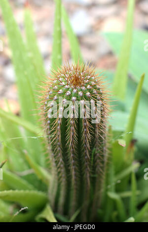 Schuss von Echinopsis Spachiana Kaktus mit Dornen hautnah Stockfoto