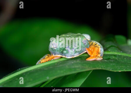 Herrliche Blatt Frosch, "Cruziohyla Calcarifer"-Costa Rica Stockfoto