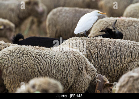 Arles Merinoschaf Kuhreiher Bubulcus Ibis steht auf dem Rücken eines in einem Feld neben der D24 regionalen Naturpark der Camargue France Stockfoto