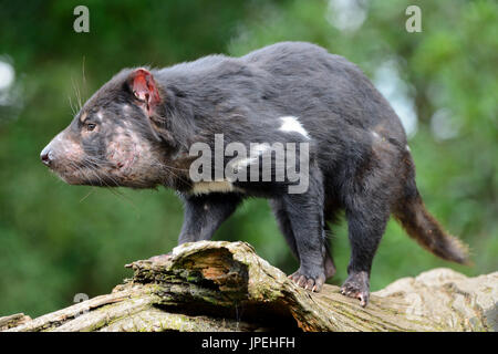 Beutelteufel (Sarcophilus harrisii) an der Tasmanischen Teufel Heiligtum, Cradle Mountain, Tasmanien, Australien Stockfoto