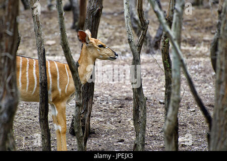 Große Kudu - Tragelaphus strepsiceros Stockfoto