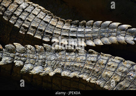 Nil-Krokodil Tails - Crocodylus niloticus Stockfoto