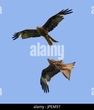 Zwei Rotmilane, Milvus Milvus, im Flug Stockfoto