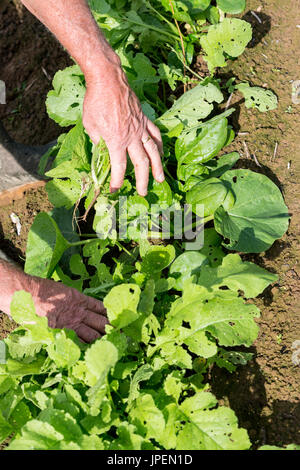 Frische schwarze Rettich mit Händen Gärtner im Garten umgraben, auf Händen hautnah Stockfoto