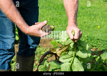 Frische schwarze Rettich mit Händen Gärtner im Garten umgraben, auf Händen hautnah Stockfoto
