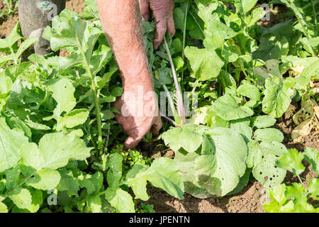 Frische schwarze Rettich mit Händen Gärtner im Garten umgraben, auf Händen hautnah Stockfoto