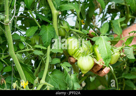 Mann die Hände in Tomaten Pflanzen mit Tomaten Stockfoto