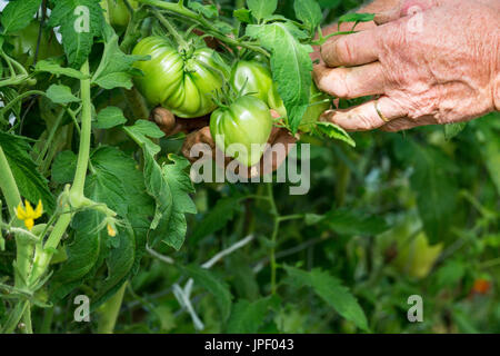 Mann die Hände in Tomaten Pflanzen mit Tomaten Stockfoto