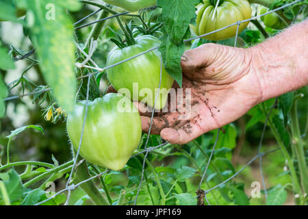 Mann die Hände in Tomaten Pflanzen mit Tomaten Stockfoto