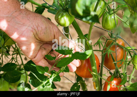 Mann ist Beschneidung Tomate Pflanze Zweige im Gewächshaus, drückt sich die Triebe oder "Sauger", sprießen aus dem Stamm der Tomate in den Schritt Stockfoto