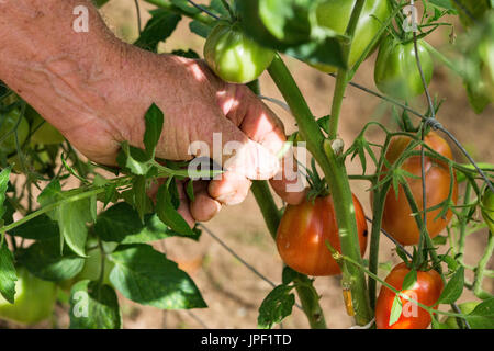 Mann ist Beschneidung Tomate Pflanze Zweige im Gewächshaus, drückt sich die Triebe oder "Sauger", sprießen aus dem Stamm der Tomate in den Schritt Stockfoto