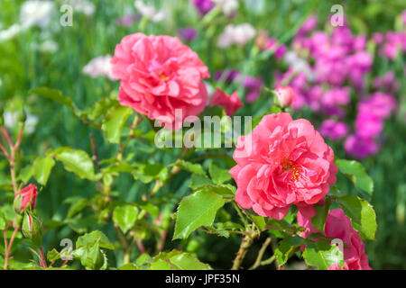 Blüten von rosa Rosen haben Blüte am Beet in einem Garten. farbige Blumen blühen im park Stockfoto