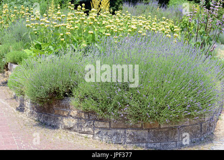 Garten mit Lavendel (Lavandula Angustifolia) und Lampwick Pflanze (Phlomis Russeliana) Stockfoto