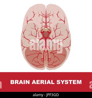 Vektor-Illustration des menschlichen Gehirns Antennenanlage. Ansicht von oben. Stock Vektor