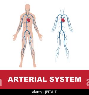 Vektor-Illustration der menschlichen arteriellen System isoliert auf weiss. Herz und Hauptschlagadern des menschlichen Körpers. Beide, mit Körperform und ohne. Stock Vektor