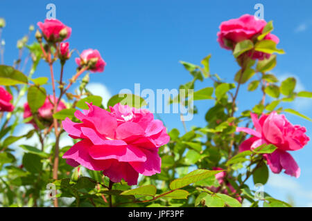 Blumen von einem rosa Rosen blühen in einem Garten auf dem Hintergrund des blauen Himmels. farbige Blumen blühen in Park Stockfoto