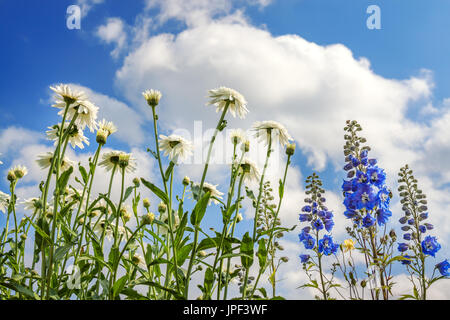 Blüten in einer weißen Kamille, blaue Rittersporn Blüte in einem Garten am Hintergrund des blauen Himmels. bunte Blumen blühen in Wiese Stockfoto