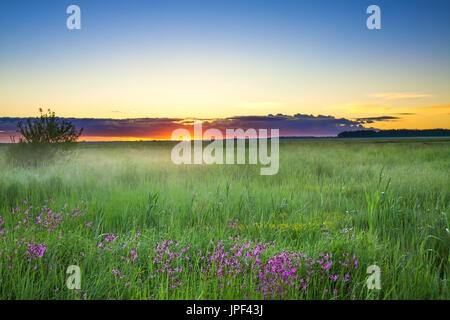 Sommer ländlichen Landschaft mit einer Wiese und blühenden Blumen. Landschaft mit Sonnenaufgang, Morgen des neuen Tages Stockfoto