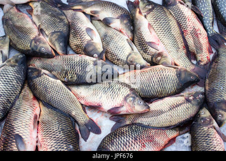 Lebend Karpfen zum Verkauf am Nikolaustag. Stockfoto