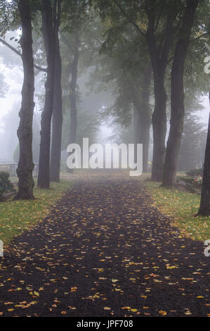 Gasse in einem Verregneten nebeligen Morgen in einem Friedhof Stockfoto