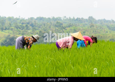 JATILUWIH, Indonesien - 5. September 2014: Indonesische Bauern Pflanzen Reis Setzlinge in die Reis-Terrassen von Jatiluwih, Bali Stockfoto