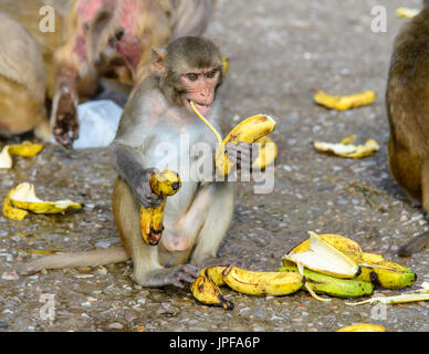 Affen essen Bananen, Monkey Tempel von Jaipur, Indien Stockfoto