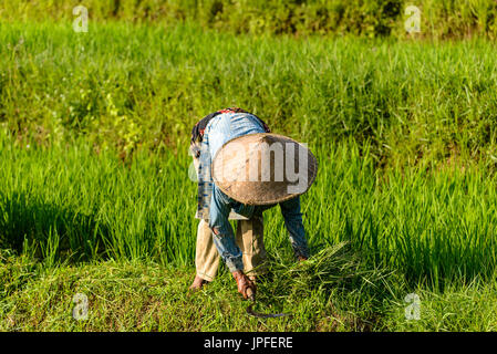 Landwirt arbeiten in die Reis-Terrassen von Jatiluwih, UNESCO-Weltkulturerbe, Bali, Indonesien Stockfoto