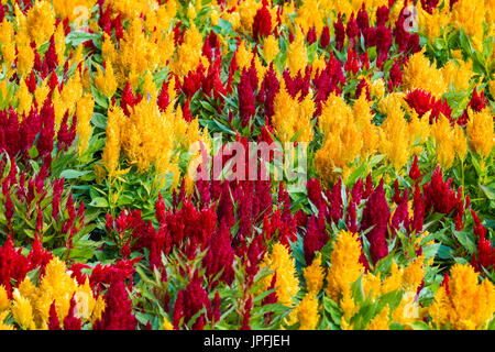 Abington Park, Northampton, Wetter, 1. August 2017. Strahlender Sonnenschein am Morgen mit leichten Wolken hin und wieder Prognose für den Tag. Ein buntes Blumenbeet Celosia Argentea var.  Plumosa Century-Serie in voller Blüte im oberen Park machen einen schönen Farbtupfer. Bildnachweis: Keith J Smith. / Alamy Live News Stockfoto