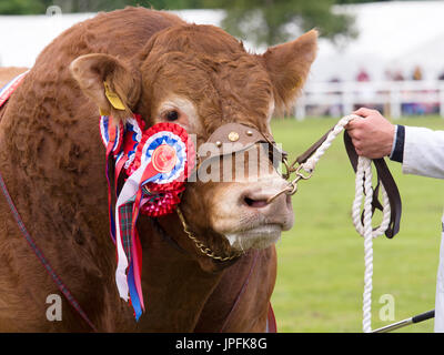 Turriff, Schottland, Großbritannien. Juli 31, 2017. Eine preisgekrönte britische Limousin Stier mit Rosetten Credit: AC Images/Alamy leben Nachrichten Stockfoto