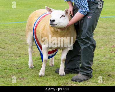 Turriff, Schottland. 31. Juli 2017. Preisgekrönte Schafe am Turriff Agrarkredit zeigen: AC Bilder/Alamy Live News Stockfoto