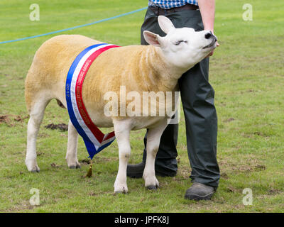 Turriff, Schottland. 31. Juli 2017. Preisgekrönte Schafe am Turriff Agrarkredit zeigen: AC Bilder/Alamy Live News Stockfoto