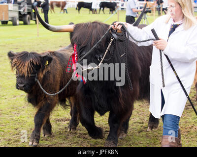 Turriff, Schottland. 31. Juli 2017. Preisgekrönte Highland Kuh mit Kalb Credit: AC Bilder/Alamy Live News Stockfoto