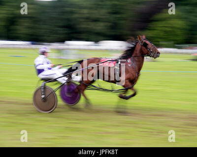 Turriff, Schottland. 31. Juli 2017. Sulky Racing bei Turriff Agrarmesse 2017 Credit: AC Bilder/Alamy Live-Nachrichten Stockfoto