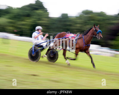 Turriff, Schottland. 31. Juli 2017. Sulky Racing bei Turriff Agrarmesse 2017 Credit: AC Bilder/Alamy Live-Nachrichten Stockfoto