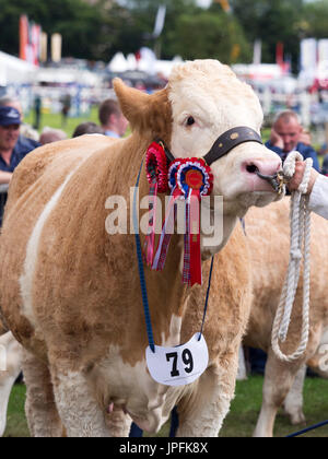 Turriff, Schottland. 31. Juli 2017. Eine preisgekrönte Simmentaler Kuh mit Rosetten Credit: AC Bilder/Alamy Live News Stockfoto