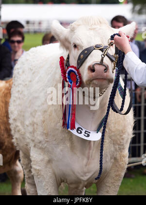 Turriff, Schottland. 31. Juli 2017. Eine preisgekrönte Charolais Kuh mit Rosetten Credit: AC Bilder/Alamy Live News Stockfoto