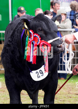 Turriff, Schottland. 31. Juli 2017. Eine preisgekrönte Aberdeen Angus Bull mit Rosetten Credit: AC Bilder/Alamy Live News Stockfoto