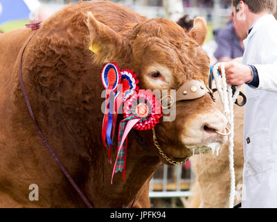 Turriff, Schottland, Großbritannien. Juli 31, 2017. Eine preisgekrönte britische Limousin Stier mit Rosetten Credit: AC Images/Alamy leben Nachrichten Stockfoto