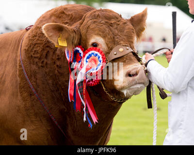 Turriff, Schottland, Großbritannien. Juli 31, 2017. Eine preisgekrönte britische Limousin Stier mit Rosetten Credit: AC Images/Alamy leben Nachrichten Stockfoto