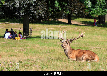 Richmond Park, London, UK, 1. August 2017. Ein Rotwild (Cervus elaphus) Rothirsch entspannt in der Sonne, während Menschen Picknick in der Nähe. Die Hirsche in Richmond Park genießen Sie die schönen Nachmittag Sonnenschein an einem meist hellen Tag mit gelegentlichen Schauern. Credit: Imageplotter Nachrichten und Sport/Alamy leben Nachrichten Stockfoto