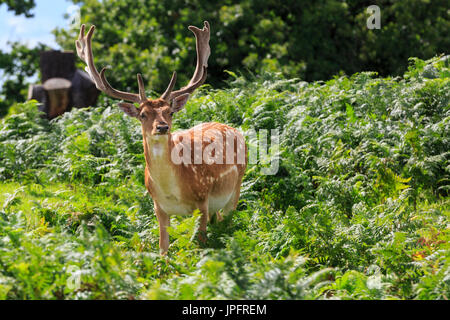 Richmond Park, London, UK, 1. August 2017. Ein junges Damwild Buck (männlich) entspannt in der Sonne. Die Hirsche in Richmond Park genießen Sie die schönen Nachmittag Sonnenschein an einem meist hellen Tag mit gelegentlichen Schauern. Credit: Imageplotter Nachrichten und Sport/Alamy leben Nachrichten Stockfoto