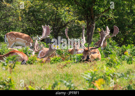 Eine Gruppe von Wilden männlichen Damwild Böcke ((Dama Dama) faulenzen in der Sonne, Richmond Park, England, Großbritannien Stockfoto