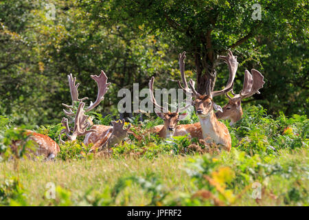 Eine Gruppe von Wilden männlichen Damwild Böcke ((Dama Dama) faulenzen in der Sonne, Richmond Park, England, Großbritannien Stockfoto