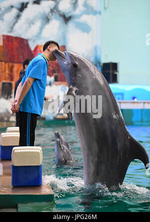 Xi ' an, der chinesischen Provinz Shaanxi. 2. August 2017. Ein Delfin führt unter Anleitung eines Trainers an Qujiang Polar Ocean Park in Xi ' an, Hauptstadt der Nordwesten der chinesischen Provinz Shaanxi, 2. August 2017. Bildnachweis: Shao Rui/Xinhua/Alamy Live-Nachrichten Stockfoto