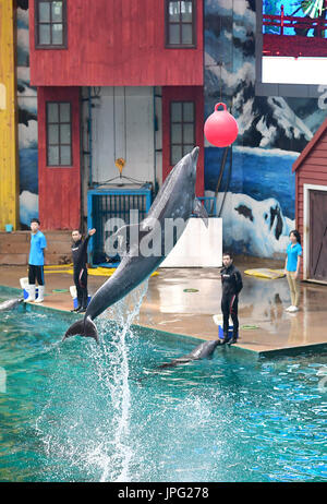 Xi ' an, der chinesischen Provinz Shaanxi. 2. August 2017. Ein Delfin führt unter Anleitung eines Trainers an Qujiang Polar Ocean Park in Xi ' an, Hauptstadt der Nordwesten der chinesischen Provinz Shaanxi, 2. August 2017. Bildnachweis: Shao Rui/Xinhua/Alamy Live-Nachrichten Stockfoto