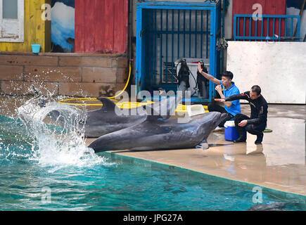 Xi ' an, der chinesischen Provinz Shaanxi. 2. August 2017. Delphine führt unter der Anleitung von Trainern im Qujiang Polar Ocean Park in Xi ' an, Hauptstadt der Nordwesten der chinesischen Provinz Shaanxi, 2. August 2017. Bildnachweis: Shao Rui/Xinhua/Alamy Live-Nachrichten Stockfoto