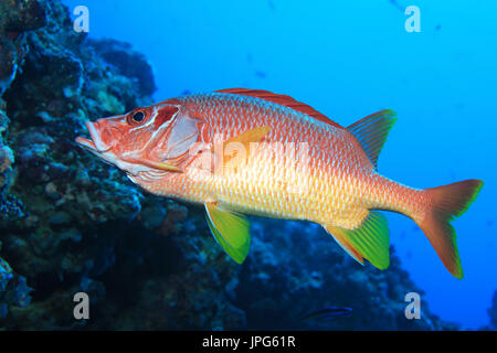 Riesige Squirrelfish (Sargocentron Spiniferum) Unterwasser im tropischen Korallenriff des Indischen Ozeans Stockfoto