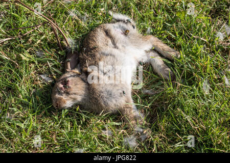 Einen verwesenden toten Kaninchen Stockfoto