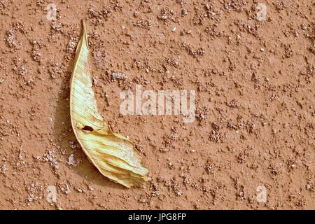 Trockenen Kastanien Blatt am Tennisplatz. Trockenen hellrot zerkleinert Ziegel Oberfläche auf Tennis im freien Boden. Ende der Saison. Stockfoto