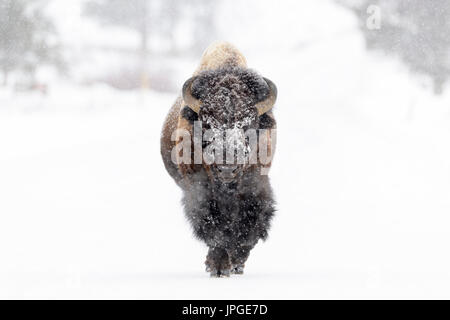 Bisons (Bison Bison) Bull, zu Fuß in einem Schneesturm, Blick in die Kamera, Yellowstone National Park, Montana, Wyoming, USA. Stockfoto